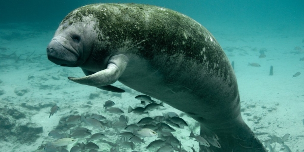 Critter of the Week: Manatee